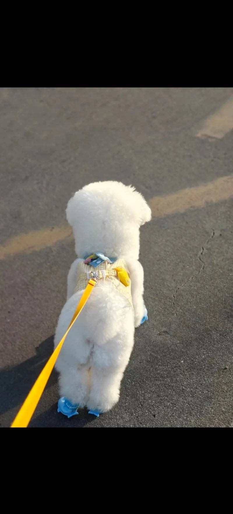 Pet Puppy Harness Leash Set for Small Mid Dogs Cat Walking Lead Chihuahua Bunny Vest Harness Poodle Collar Leash Dog Accessories